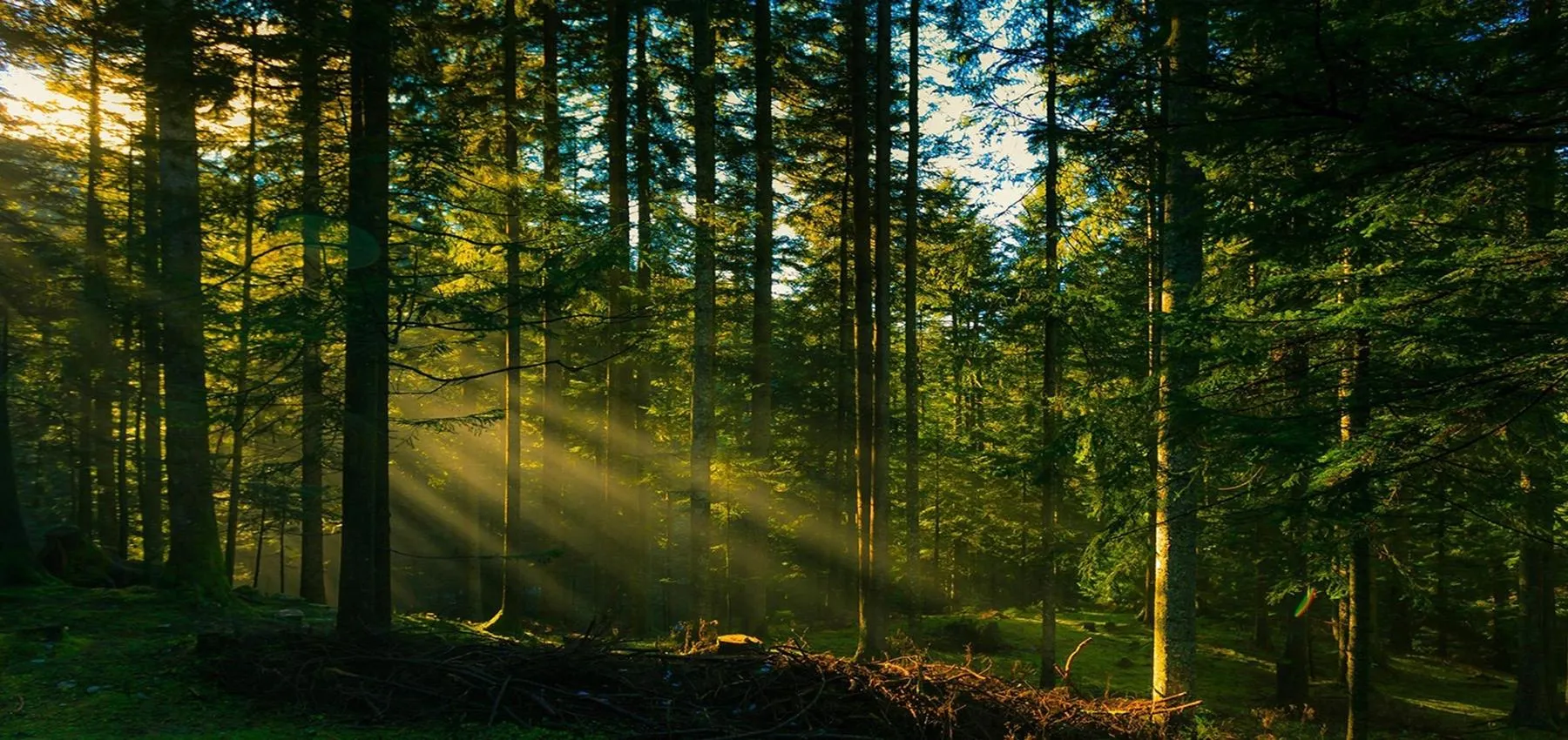 Vagamon Pine Forest